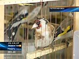 Птицы были уничтожены по решению комиссии, которая направила их на полигон твердых бытовых отходов