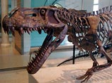      (Prestosuchus chiniquensis),  238    &#8212;   .      