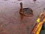   BP     ,                  