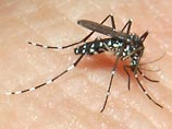    ,   -    ,                Aedes,    