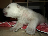  Facebook      12  