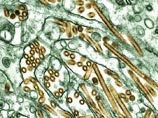     H5N1  