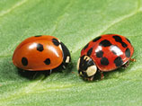          -      ,   "" ( , Harmonia axyridis)