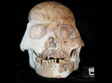     homo sapiens,   - ,       