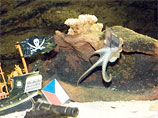  ,      Sea Life,         ,   2010           