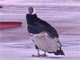 Матч чемпионата полупрофессиональной заокеанской Хоккейной лиги Восточного побережья (ECHL) между клубами "Бэкерсфилд Кондорс" и "Лас-Вегас Ранглерз" едва не был сорван из-за талисмана хозяев - живого кондора