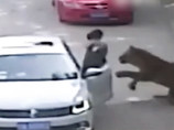 Тигр напал на посетителей сафари-парка в пригороде Пекина: один человек погиб