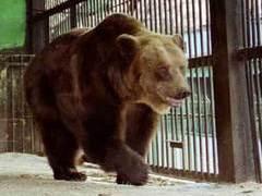 Бурый медведь. Фото с сайта www.lenzoo.ru