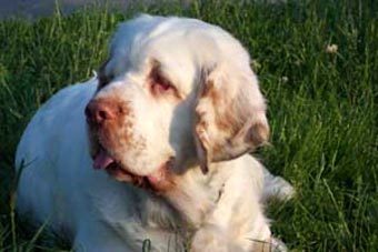 -.    www.puppydogweb.com