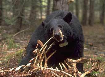   .    bearstudy.org