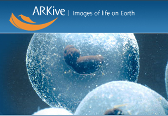     ARKive
