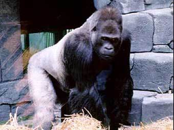   moscowzoo.ru