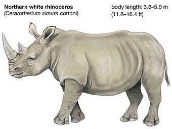 Северный белый носорог (Ceratotherium simum cottoni). Иллюстрация с сайта Encyclopaedia Britannica  Северный белый носорог (Ceratotherium simum cottoni). Иллюстрация с сайта Encyclopaedia Britannica