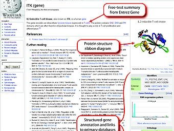 Пример размещения информации на странице Gene Wiki. Изображение авторов исследования. Пример размещения информации на странице Gene Wiki. Изображение авторов исследования.