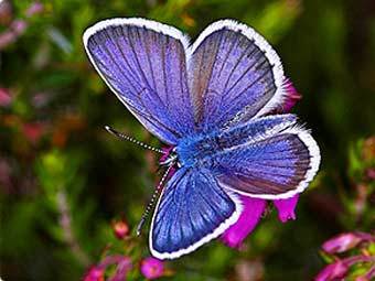 Аргус голубянка. Фото с сайта butterfly-conservation.org Аргус голубянка. Фото с сайта butterfly-conservation.org