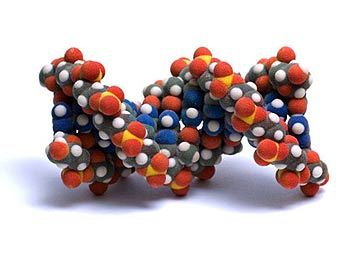 Модель молекулы ДНК. Фото с сайта visualscience.ru Модель молекулы ДНК. Фото с сайта visualscience.ru