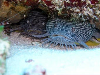 Жабообразные рыбы. Фото с сайта www.cozumelscuba.com Жабообразные рыбы. Фото с сайта www.cozumelscuba.com