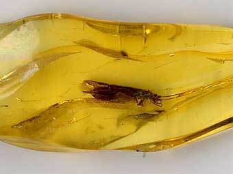 Янтарный инклюз. Фото пользователя Jurema Oliveira с сайта wikipedia.org Янтарный инклюз. Фото пользователя Jurema Oliveira с сайта wikipedia.org