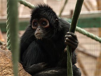 Черная коата Ateles paniscus - вид цепкохвостых обезьян, находящийся на грани исчезновения. Фото пользователя GloomyTrousers с сайта panoramio.com Черная коата Ateles paniscus - вид цепкохвостых обезьян, находящийся на грани исчезновения. Фото пользователя GloomyTrousers с сайта panoramio.com