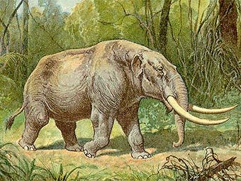Реконструкция внешнего вида мастодонта. Изображение с сайта wikipedia.org Реконструкция внешнего вида мастодонта. Изображение с сайта wikipedia.org