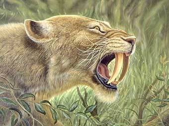 Реконструкция внешнего вида саблезубой кошки Homotherium serum. Изображение с сайта www.tc.gov.yk.ca Реконструкция внешнего вида саблезубой кошки Homotherium serum. Изображение с сайта www.tc.gov.yk.ca