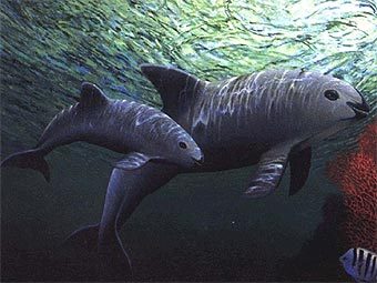    Phocoena sinus -  ,      .    conservacion.org.mx