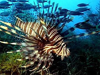 Скорпена. Фото Национального управления по исследованию океанов и атмосферы США (NOAA) Скорпена. Фото Национального управления по исследованию океанов и атмосферы США (NOAA)