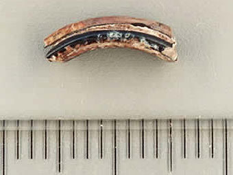 Зуб доисторического бобра рода Dipoides. Фото с сайта eou.edu Зуб доисторического бобра рода Dipoides. Фото с сайта eou.edu