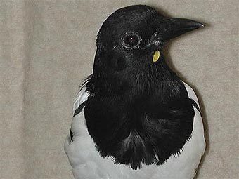 Сороки Pica pica пытались снять с себя наклейку после того, как видели свое отражение в зеркале. Фото авторов исследования Сороки Pica pica пытались снять с себя наклейку после того, как видели свое отражение в зеркале. Фото авторов исследования