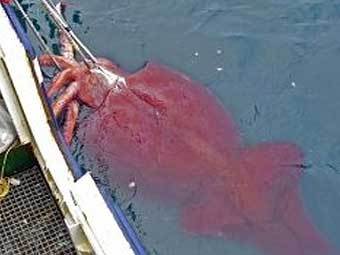 Гигантская самка кальмара. Фото AFP Гигантская самка кальмара. Фото AFP