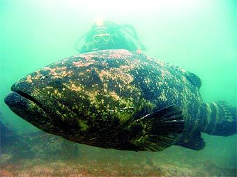 Гигантский окунь и аквалангист. Фото с сайта horta.uac.pt Гигантский окунь и аквалангист. Фото с сайта horta.uac.pt