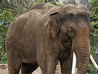  .   Fir0002   wikipedia.org