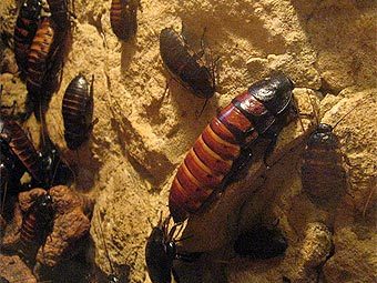   Gromphadorhina portentosa.   Dezidor   wikipedia.org