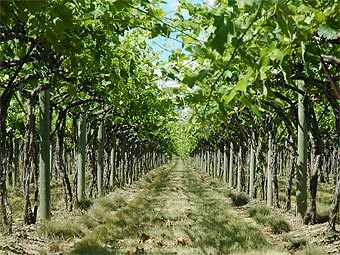 Фото с сайта cottonwoodwinery.com Фото с сайта cottonwoodwinery.com