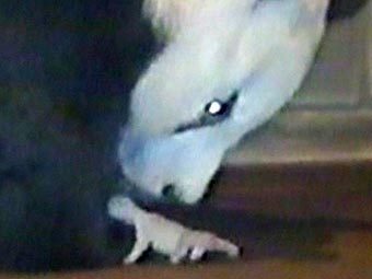 Самка большой панды по имени Дан Дан и ее детеныш. Кадр видеозаписи AFP Самка большой панды по имени Дан Дан и ее детеныш. Кадр видеозаписи AFP