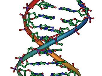 Фрагмент молекулы ДНК. Изображение Michael Ströck Фрагмент молекулы ДНК. Изображение Michael Ströck