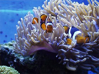 -   "" .    saltaquarium.about.com