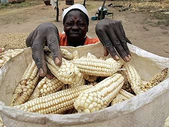 Сбор кукурузы в Зимбабве. Фото AFP Сбор кукурузы в Зимбабве. Фото AFP