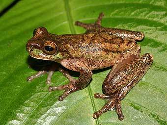 Самец Isthmohyla rivularis. Фото пользователя Frogmana с сайта wikipedia.org  Самец Isthmohyla rivularis. Фото пользователя Frogmana с сайта wikipedia.org