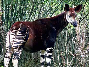 Окапи. Фото пользователя Raul654 с сайта wikipedia.org Окапи. Фото пользователя Raul654 с сайта wikipedia.org