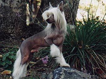       .    thepuppyconnection.com