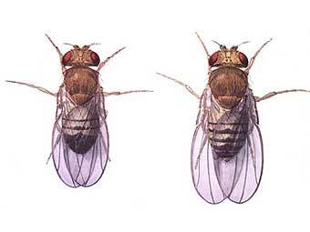  ()   () Drosophila melanogaster.   Superborsuk   wikipedia.org