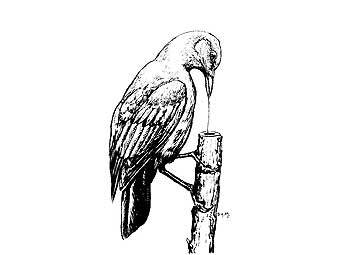       .    animalpicturesarchive.com