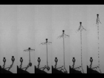 Несколько кадров "стартующей" споры. Фото авторов исследования. Несколько кадров "стартующей" споры. Фото авторов исследования.