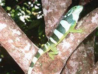  Brachylophus bulabula.  Peter S Harlow   sciencealert.com.au