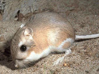   .    pocanticohills.org