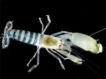   -,      .  Gary Cranitch    Census of Marine Life