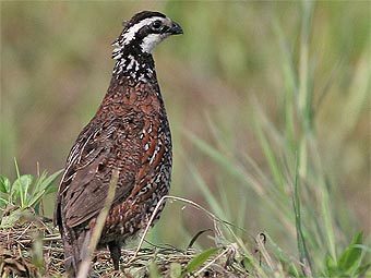 Американская куропатка, численность которой в последние годы упала на 80 процентов. Фото с сайта audubon.org Американская куропатка, численность которой в последние годы упала на 80 процентов. Фото с сайта audubon.org
