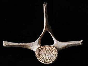 Позвонок дельфина, найденные в пещерах неандертальцев. Фото авторов исследования Позвонок дельфина, найденные в пещерах неандертальцев. Фото авторов исследования