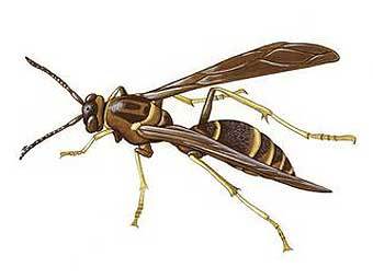  Polistes fuscatus.    animalpicturesarchive.com